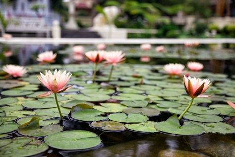 Lotus flowers in the Garden of Dreams. © Luke Mislinski